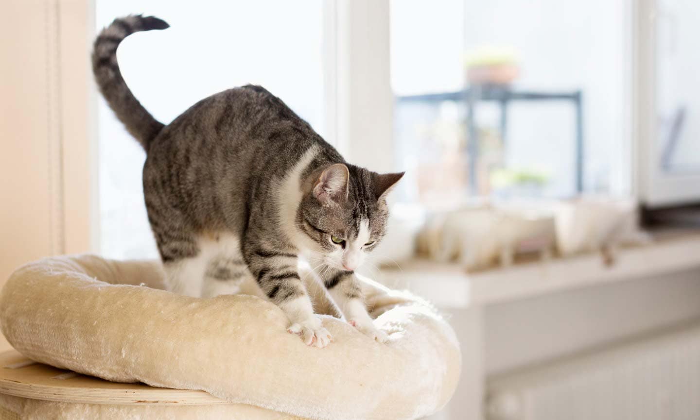 Photo of a cat kneading their bed