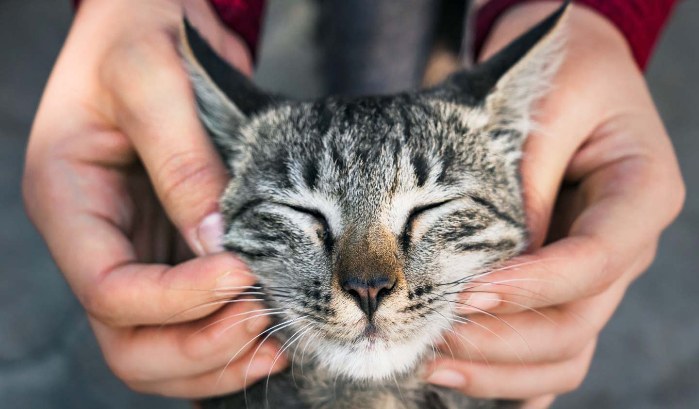 Photo of a woman's hands petting a cat's head