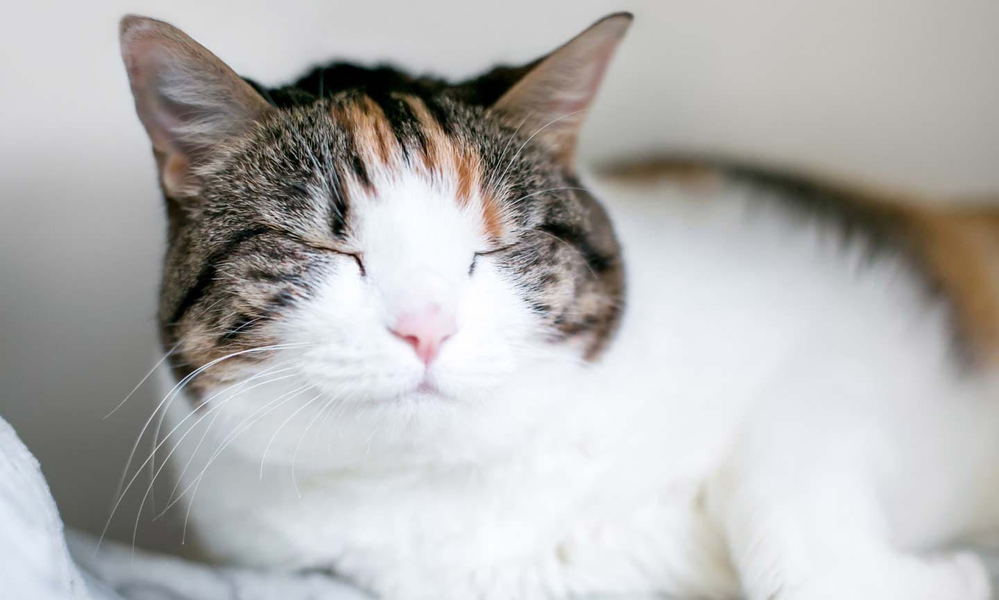 Photo of a cat with eyes closed