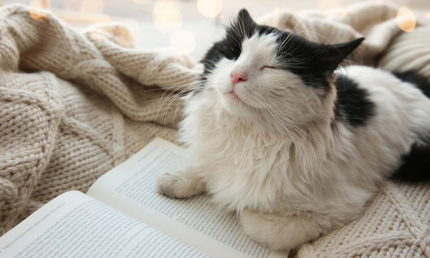 Photo of a cat sitting on a blanket with a content look on their face