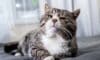How To Tell Cats Age Stop Guessing Use This Simple Formula - 1eiy1gn