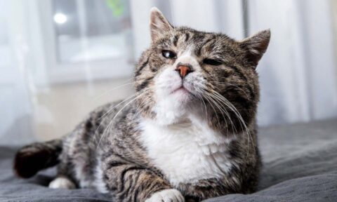 How To Tell Cats Age This One Check Will Change Everything - qpl1ejk