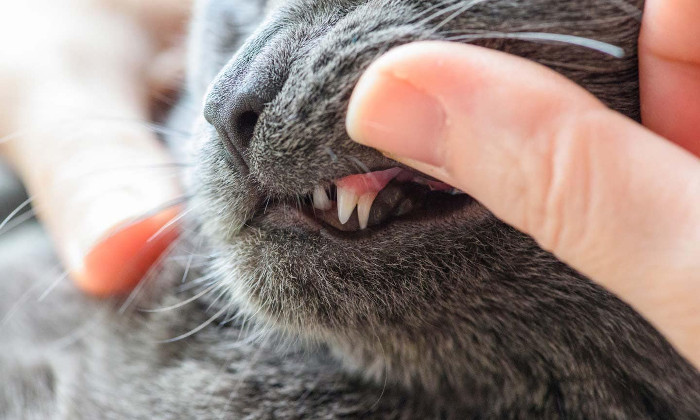 Close-up photo of a finger lifting up a cat's lip to reveal their teeth