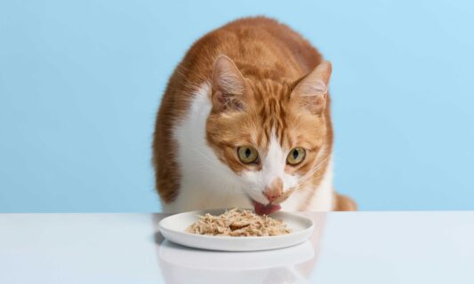 Can Cats Eat Pork 