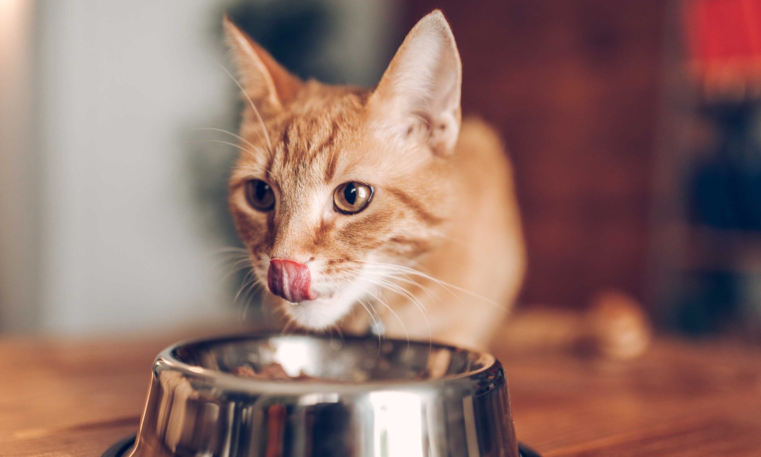 cat food for all ages: adult cat eating food