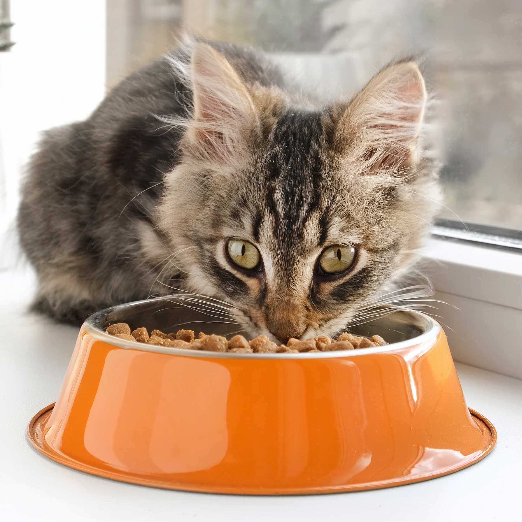 cat food for all ages: senior cat eating food