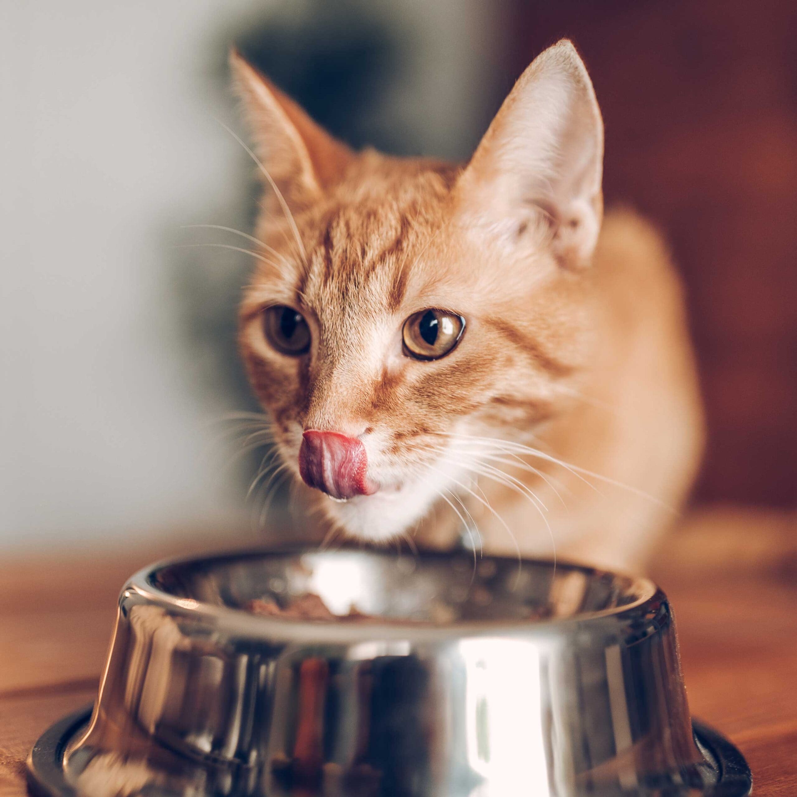 cat food for all ages: adult cat eating food