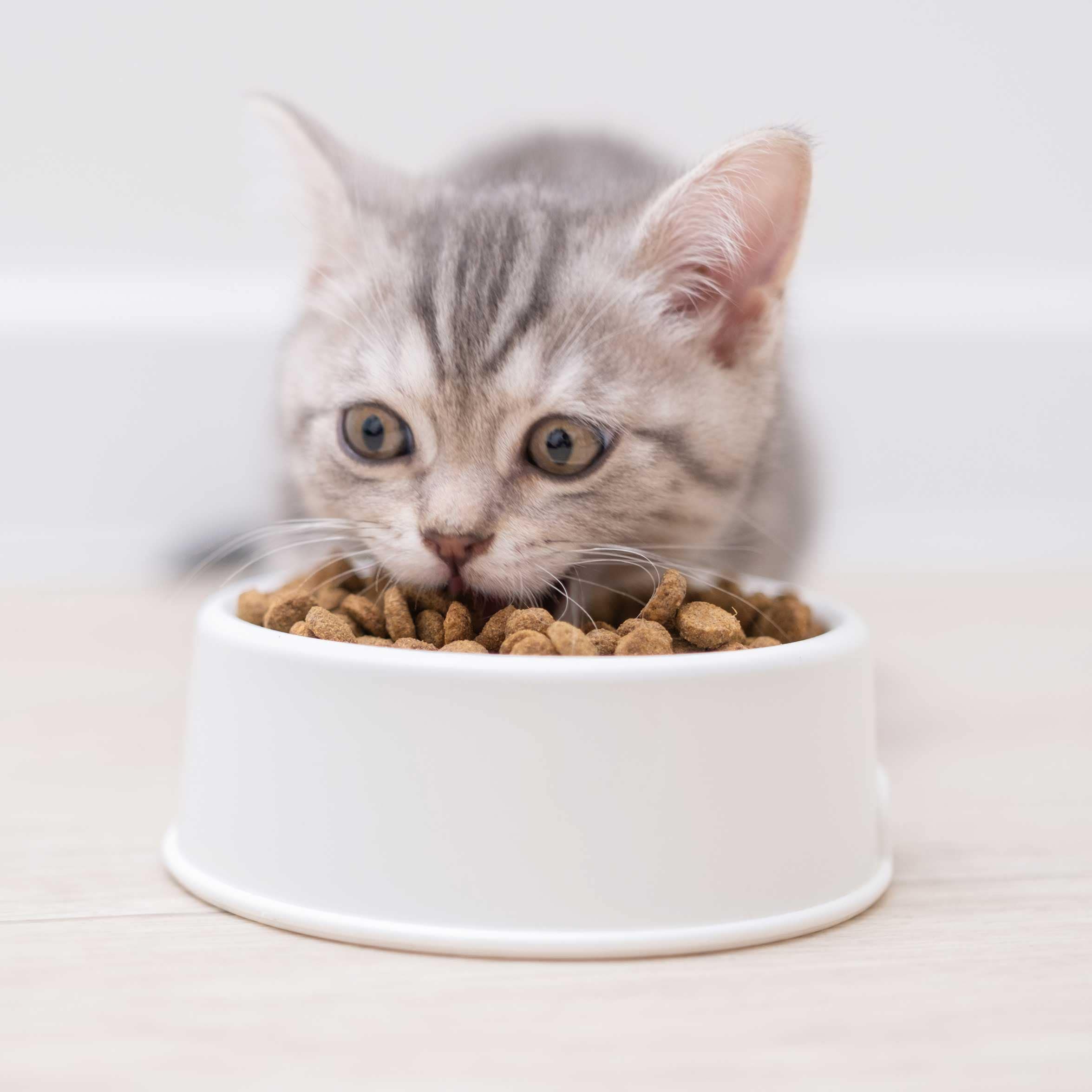 cat food for all ages: kitten eating food