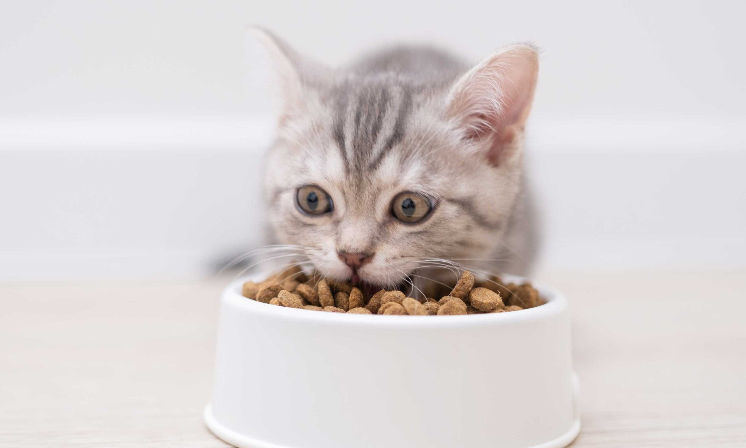 cat food for all ages: kitten eating food