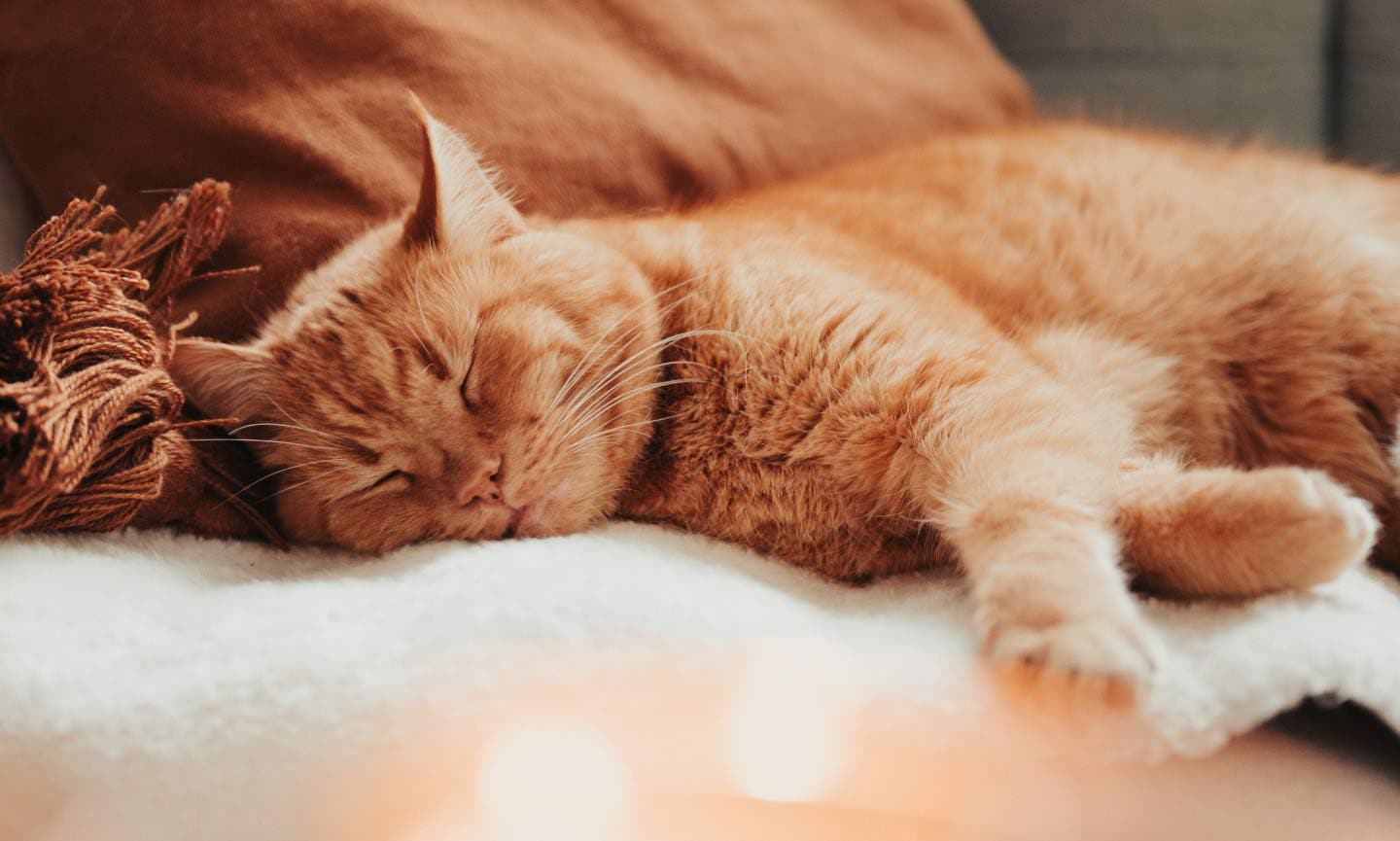 Photo of an orange cat sleeping on a couch