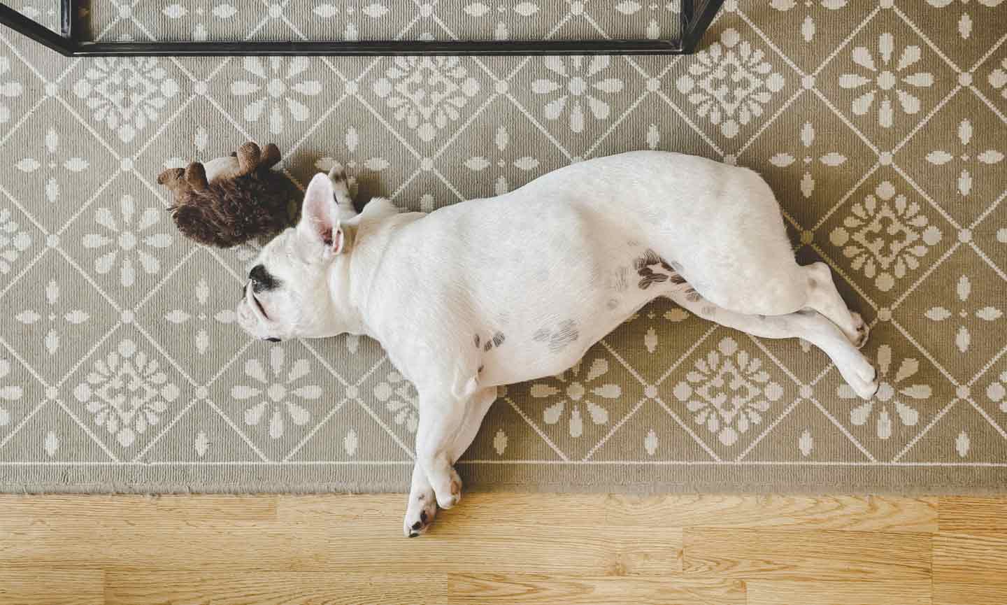 Photo of a dog sleeping on a rug
