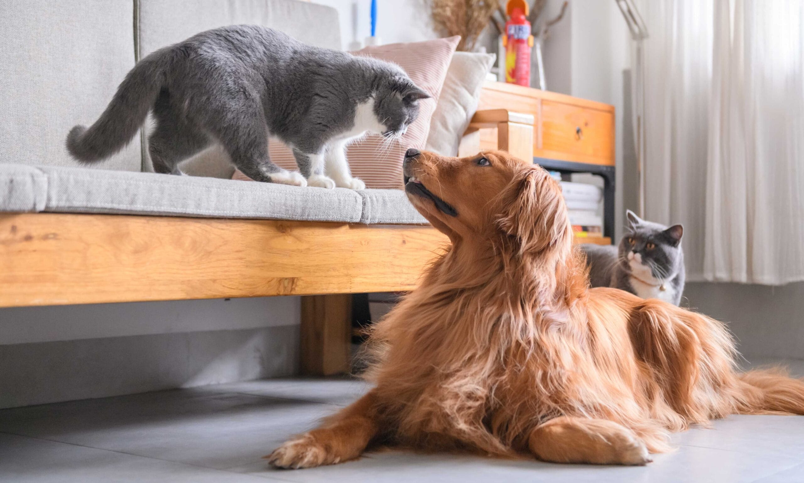 How to Help Your Dog or Cat Live Longer BeChewy