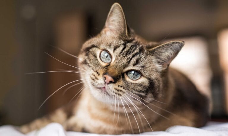 Senior cat outlet peeing in house