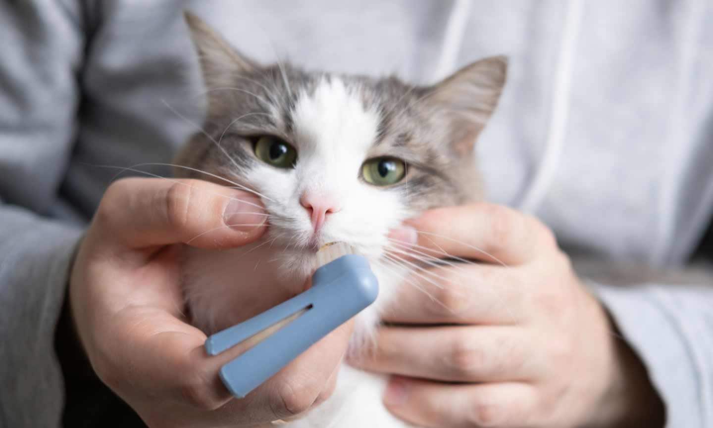 Photo of a man brushing a cat's teeth