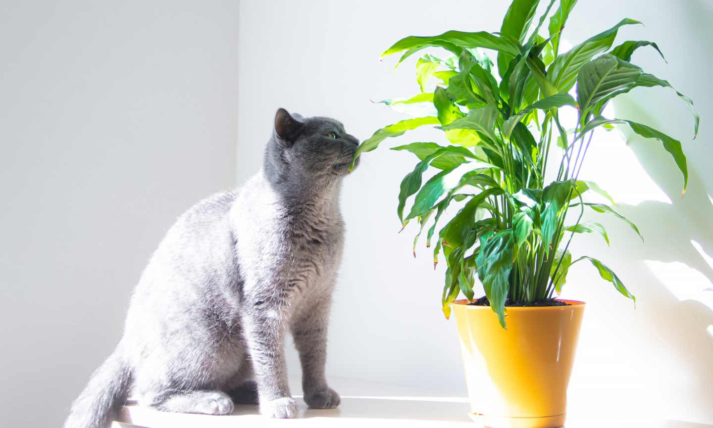 Photo of a cat sniffing a houseplant