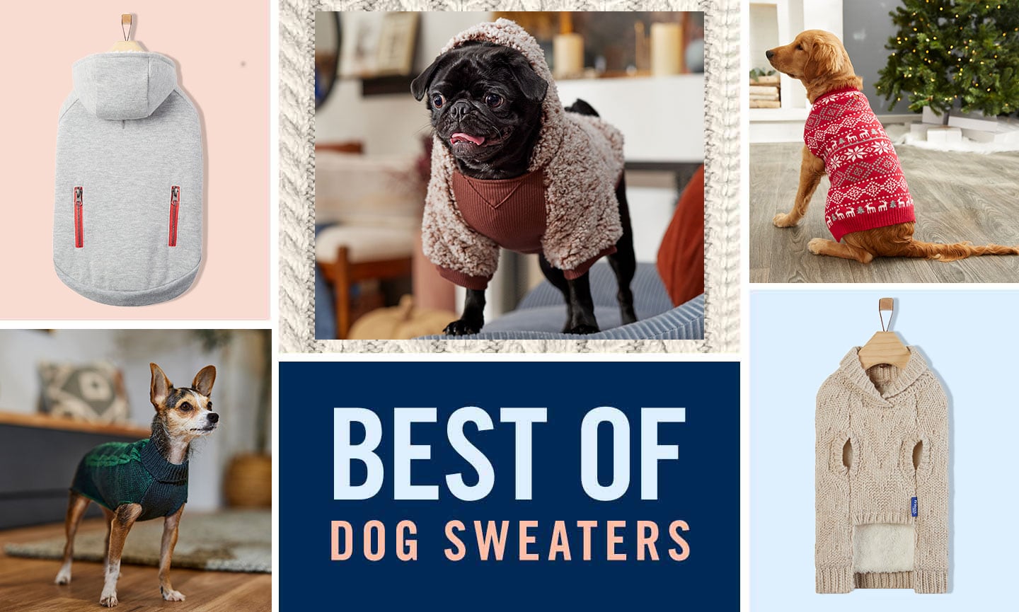 15 Cute Dog Sweaters 2021 - Best Sweaters for Small & Large Dogs