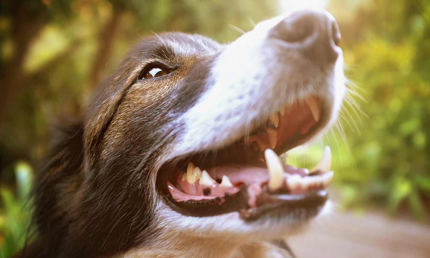 Close-up photo of a dog with their mouth open, showing their teeth