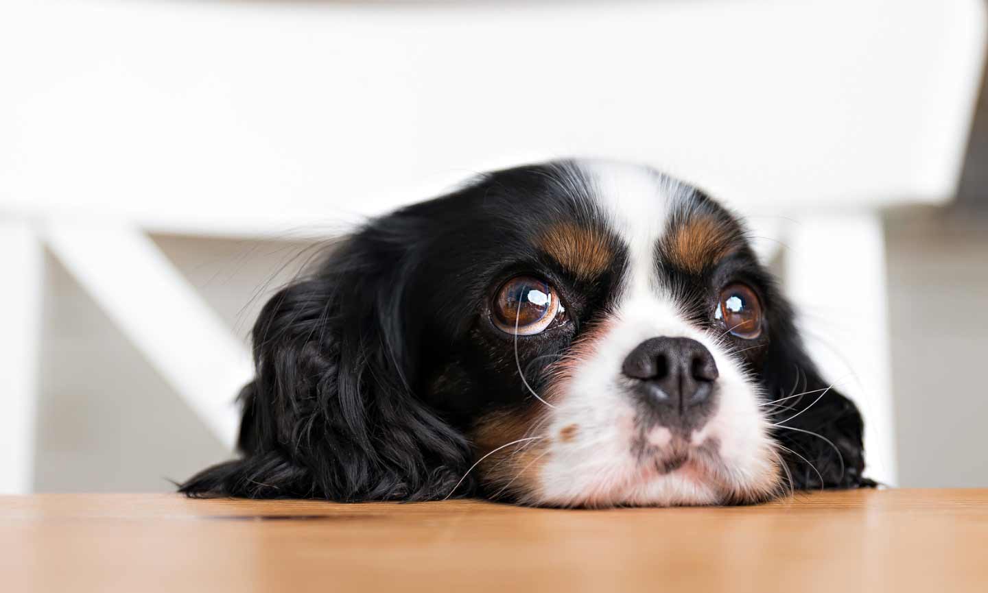 Photo of a dog resting their head on a table and looking up with wide eyes
