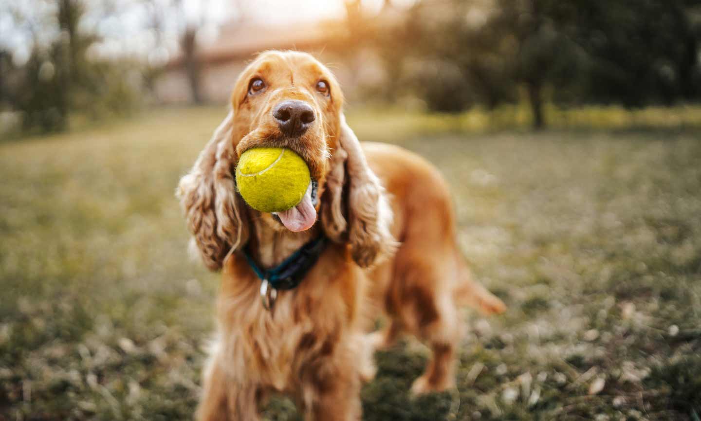 Photo of a dog standing with a ball in their mouth