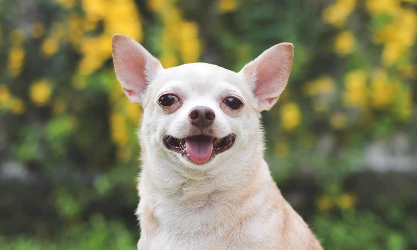 Photo portrait of a Chihuahua