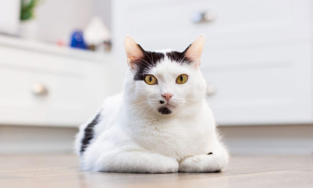 Why Do Cats Sit Like a Loaf of Bread? Is This Normal? to Pet Hut!