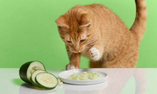 Can cats eat tuna salad hotsell