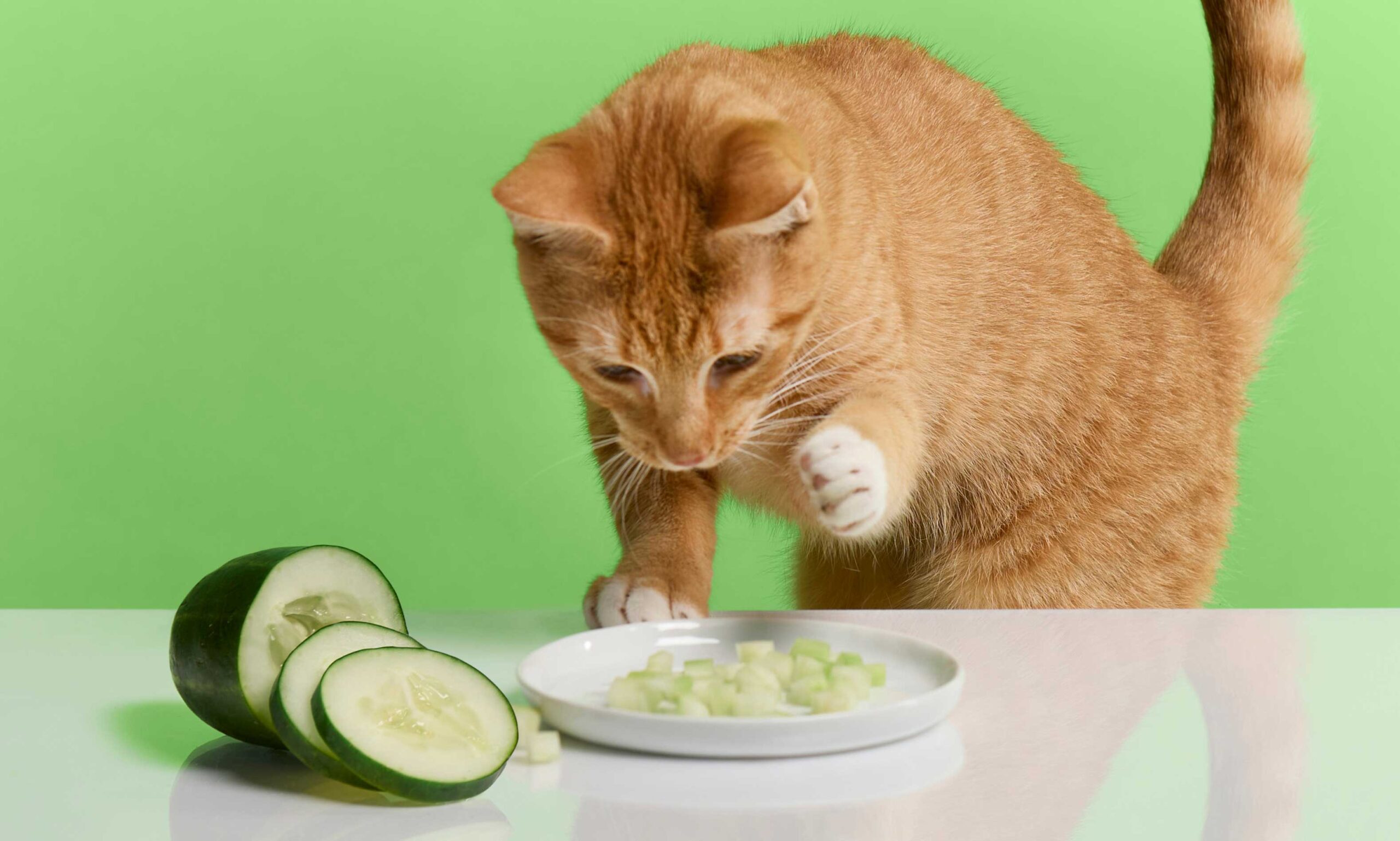 Can Cats Eat Cucumbers 
