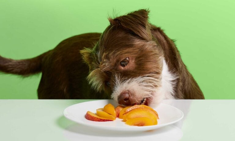 Can dogs eat canned peaches hotsell