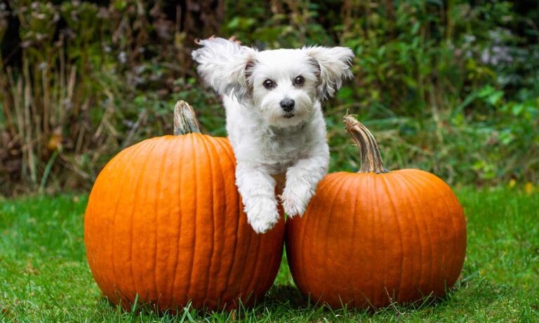 Photo of a small white dog jumping over two pumpkins