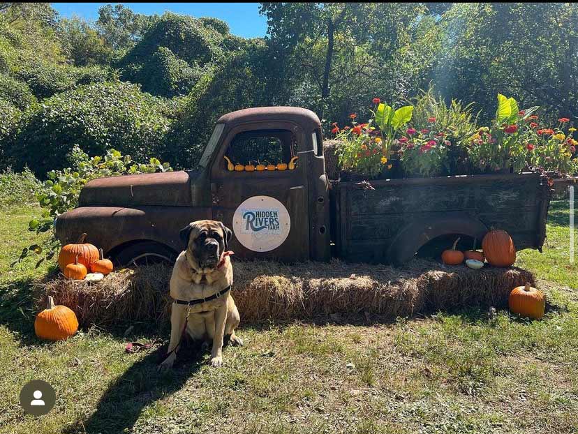 A dog sitting by a vintage truck surrounded by pumpkins