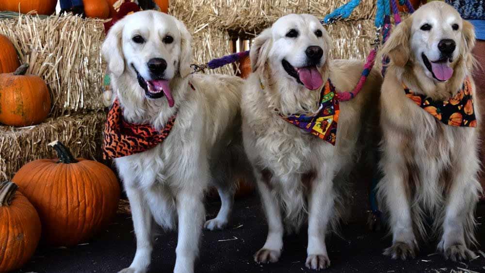 Photo of three dogs wearing bandanas standing in front of a pumpkin display