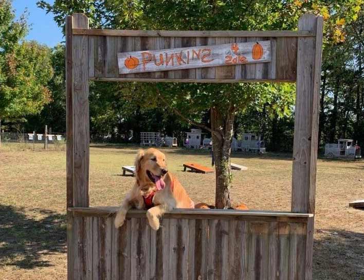 Photo of a dog standing behind a wooden counter. A sign above the dog reads "Punkins."