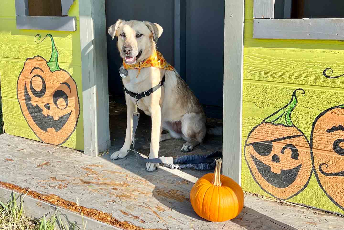 Photo of a dog standing in a doorway with a pumpkin in front of them. The walls on either side of him are painted in a jack-o-lantern motif.