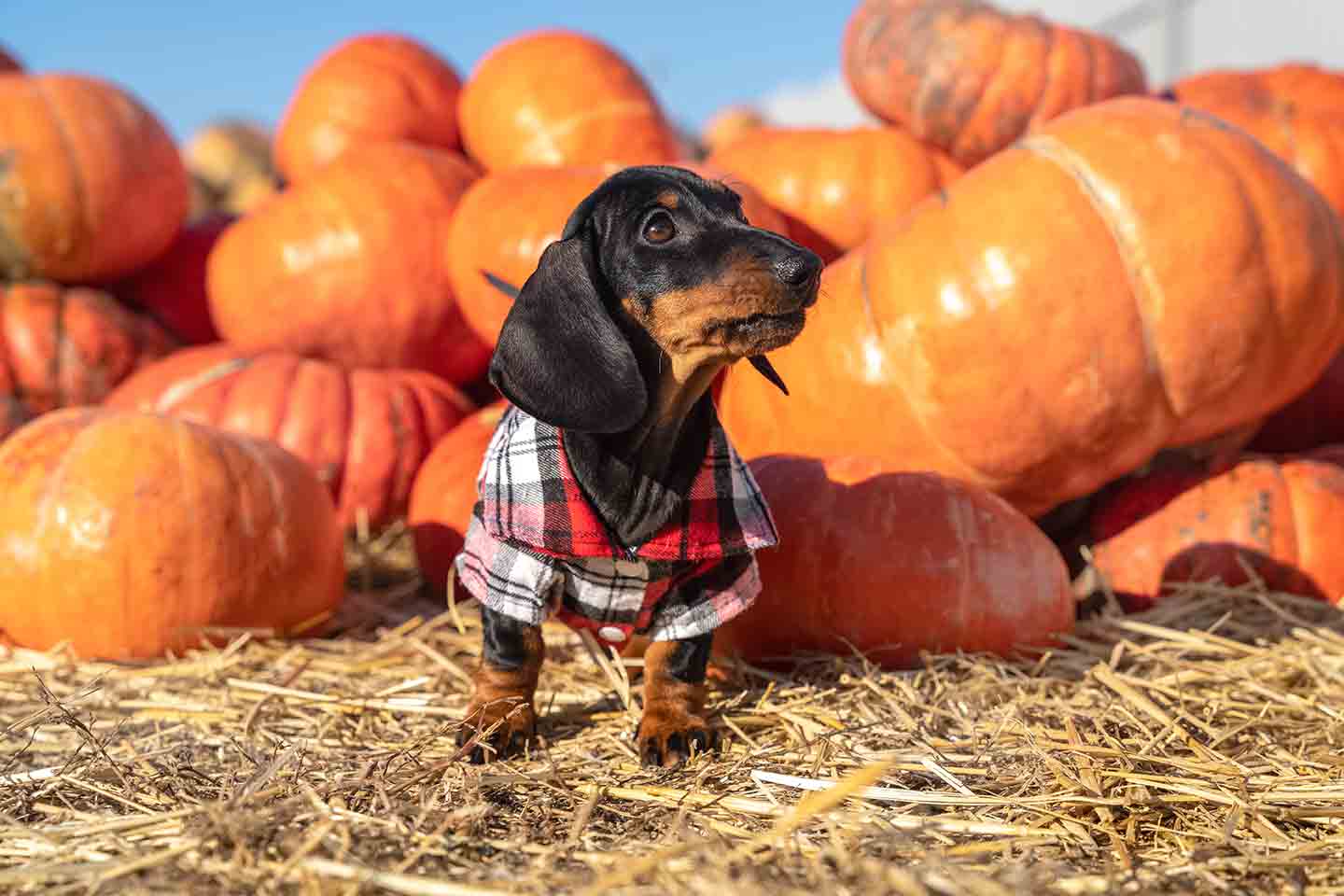 Photo of a dog standing on a haybale with pumpkins in the background