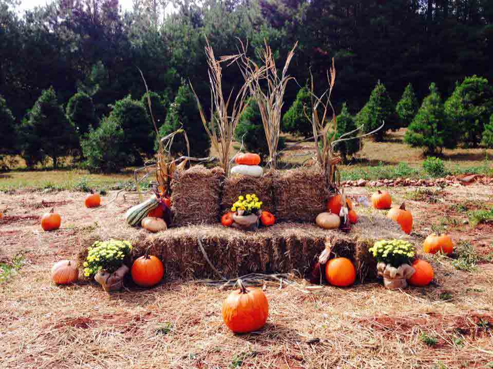 are dogs allowed at carolyns pumpkin farm