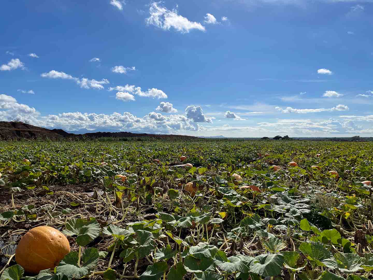 Photo of the Aloun Farms pumpkin patch on a sunny day