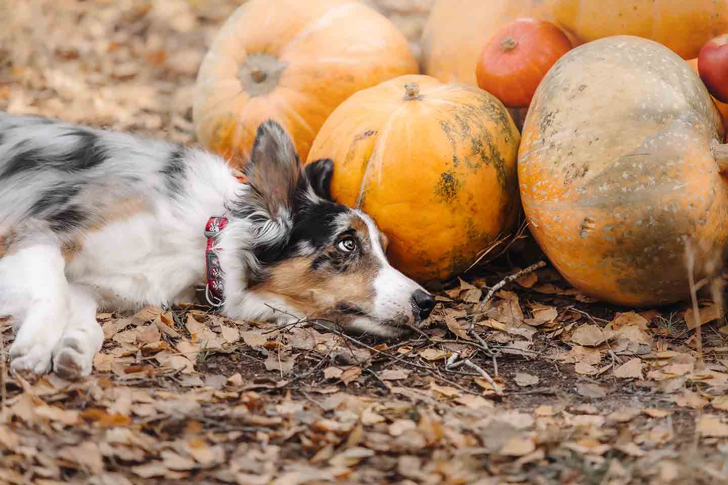 Photo of a dog laying down next to a pile of pumpkins