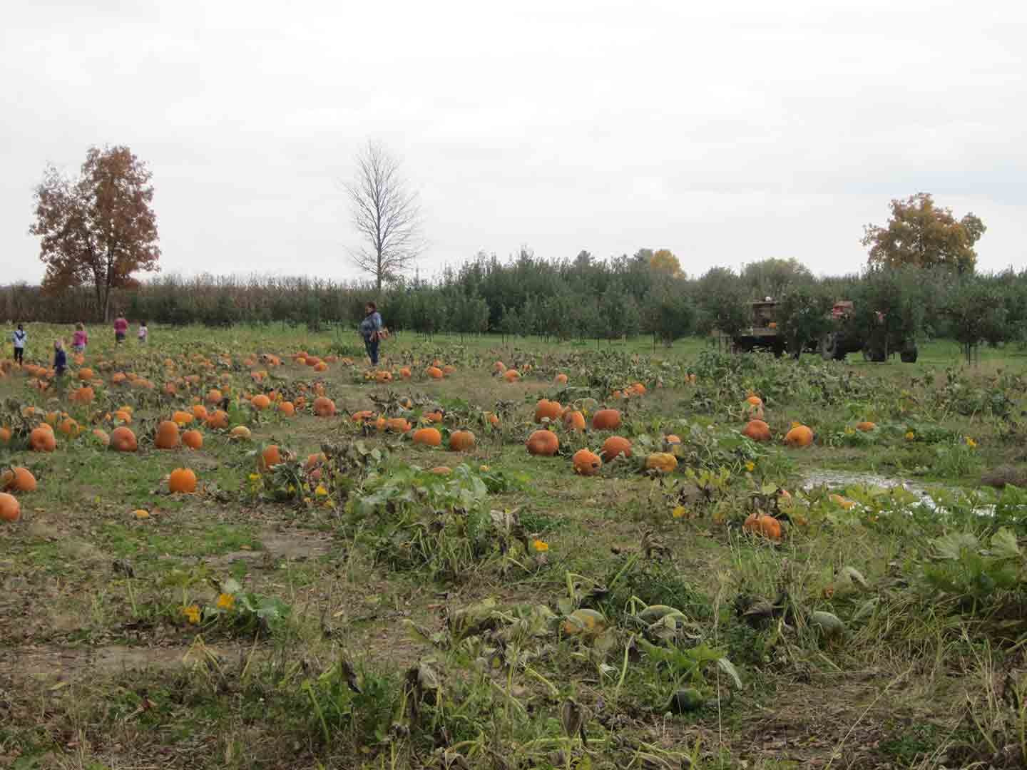 are dogs allowed at carolyns pumpkin farm