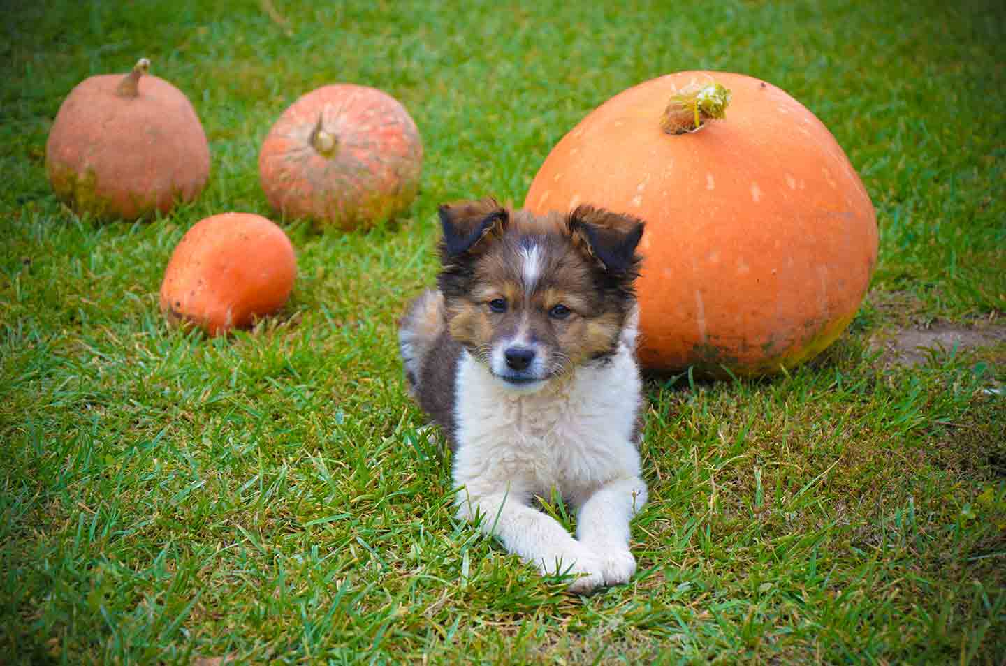 Photo of a dog laying on grass with pumpkins in the background
