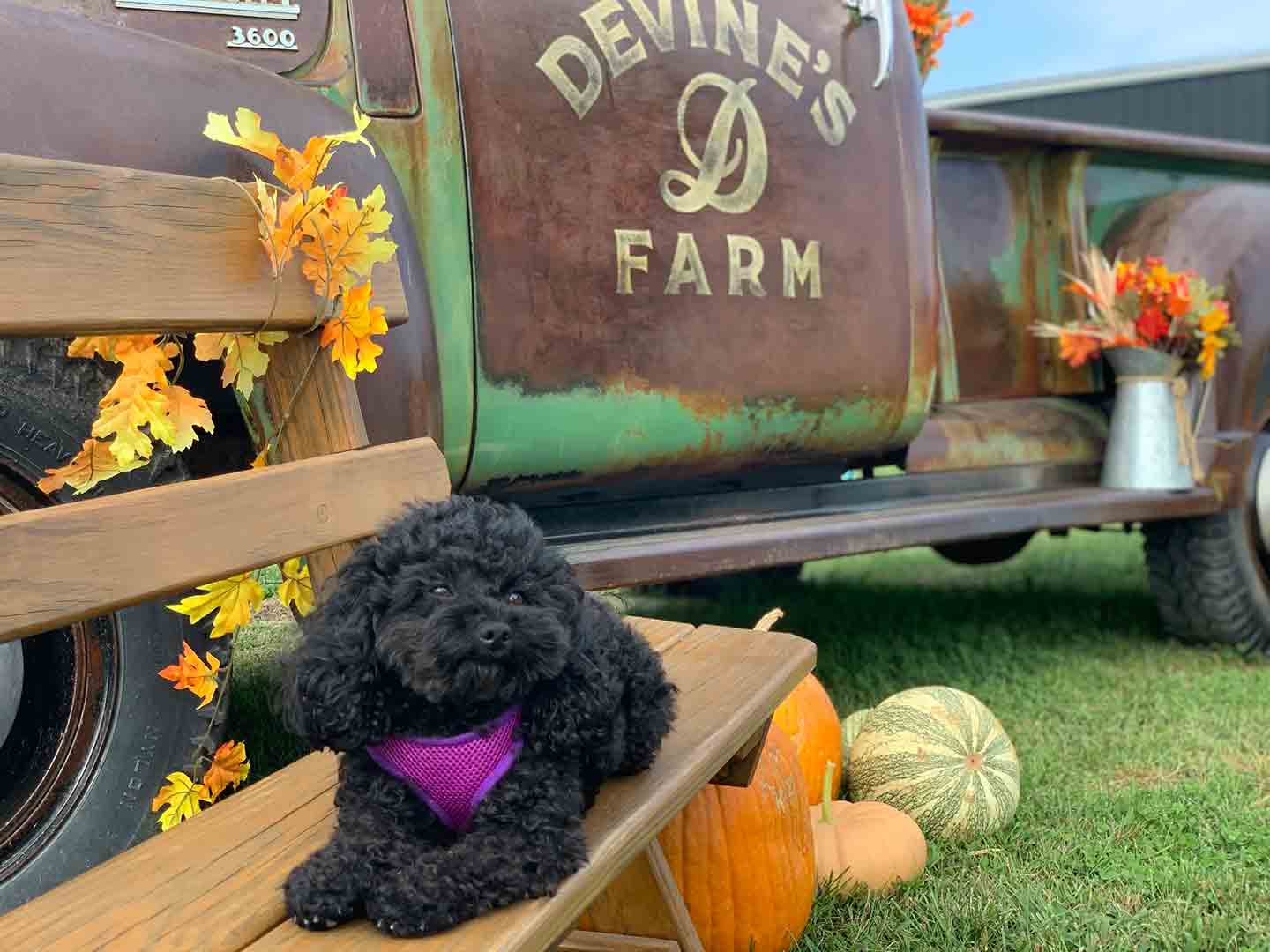 Photo of a small black dog sitting on an outdoor bench beside a vintage truck with the words "Devine's Farm" on the side