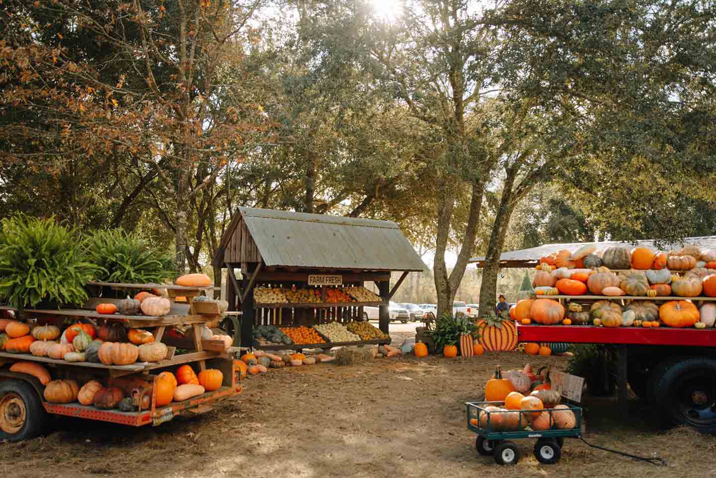 Photo of a pumpkin display at Grant Farms