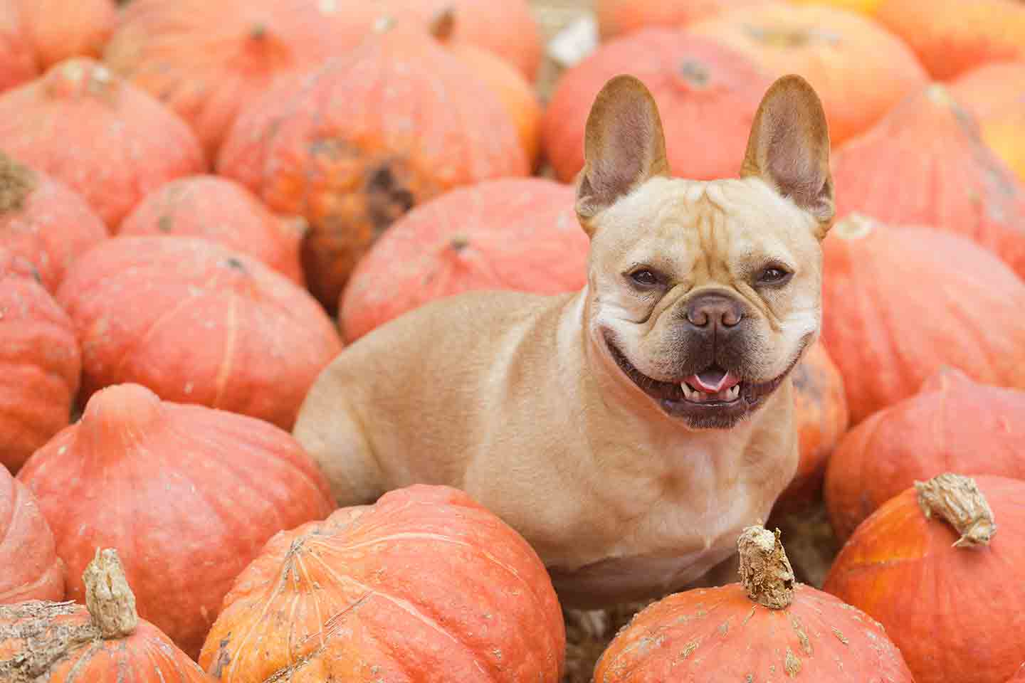 A dog sitting in a pile of pumpkins