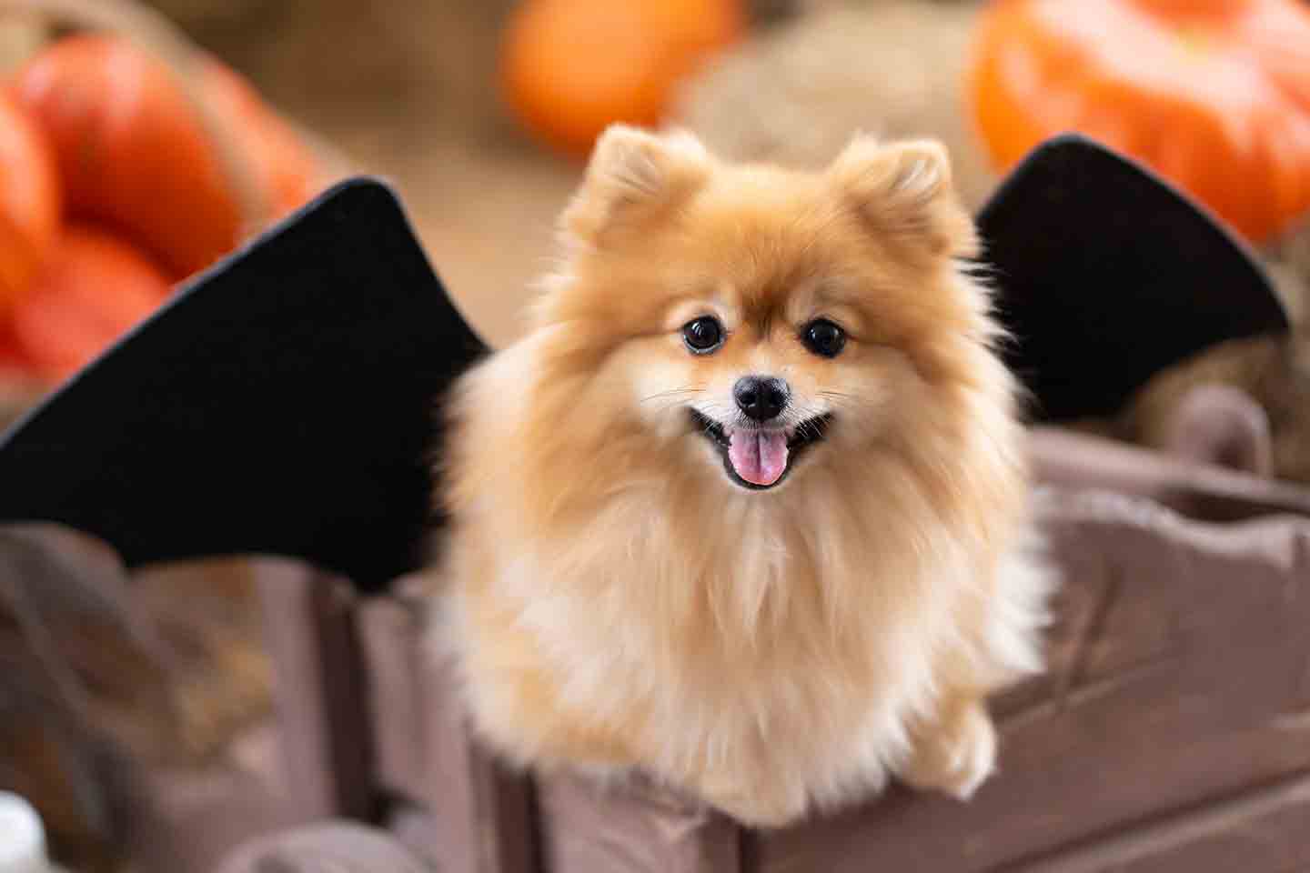A dog in a bat costume. Pumpkins are visible in the background