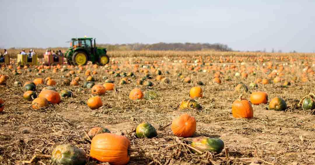 Photo of a pumpkin patch with a tractor in the distance