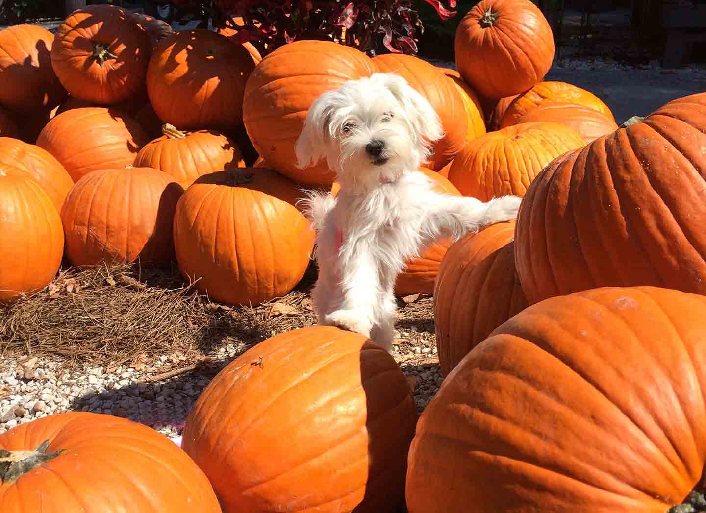 are dogs allowed at carolyns pumpkin farm