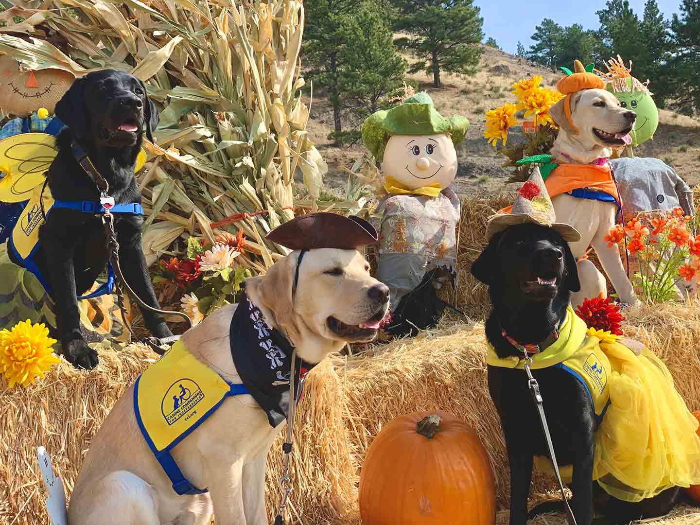 are dogs allowed at carolyns pumpkin farm