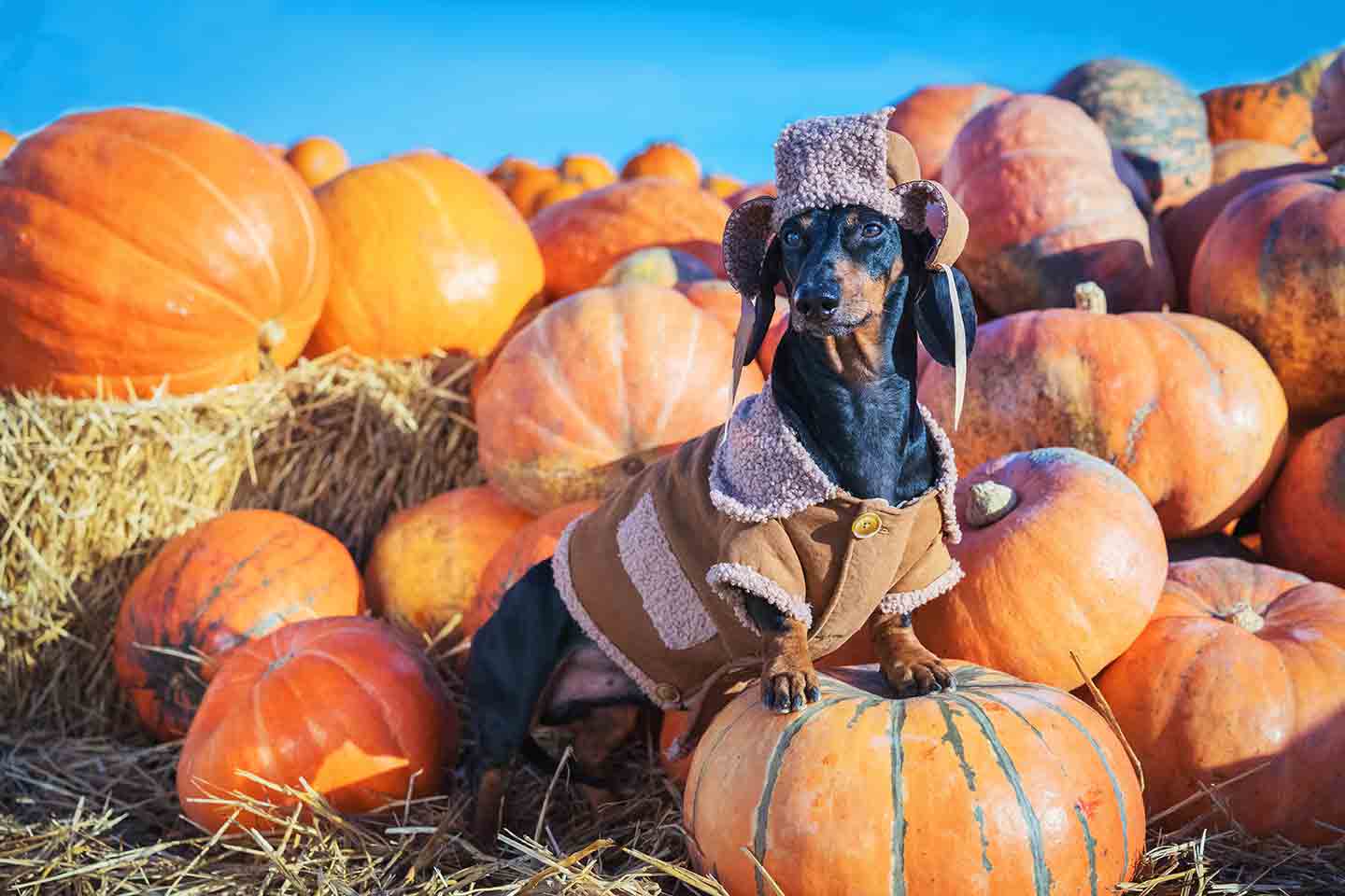 Photo of a dog wearing a hat and coat, standing on a pile of pumpkins