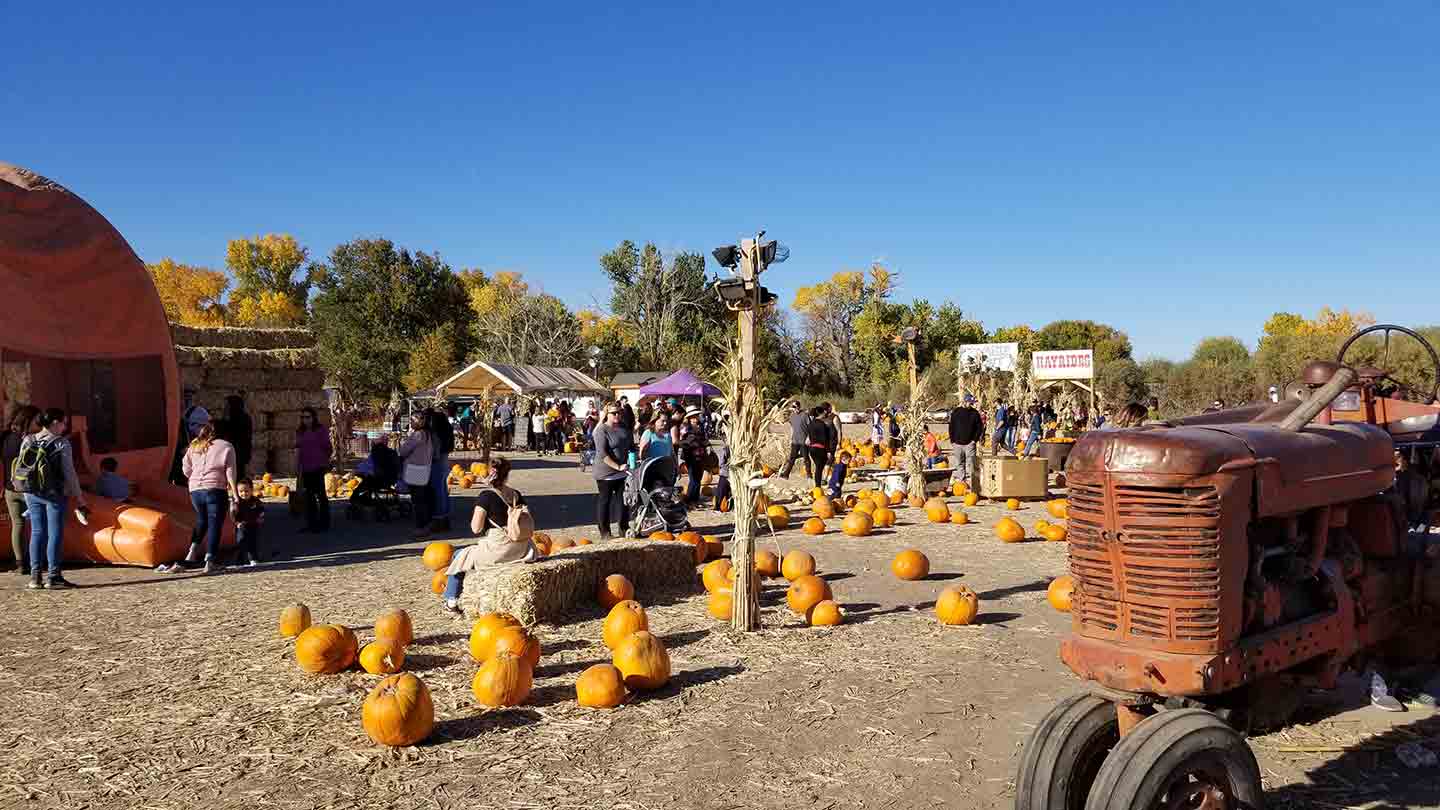 Photo of the pumpkin patch at Ferrari Farms