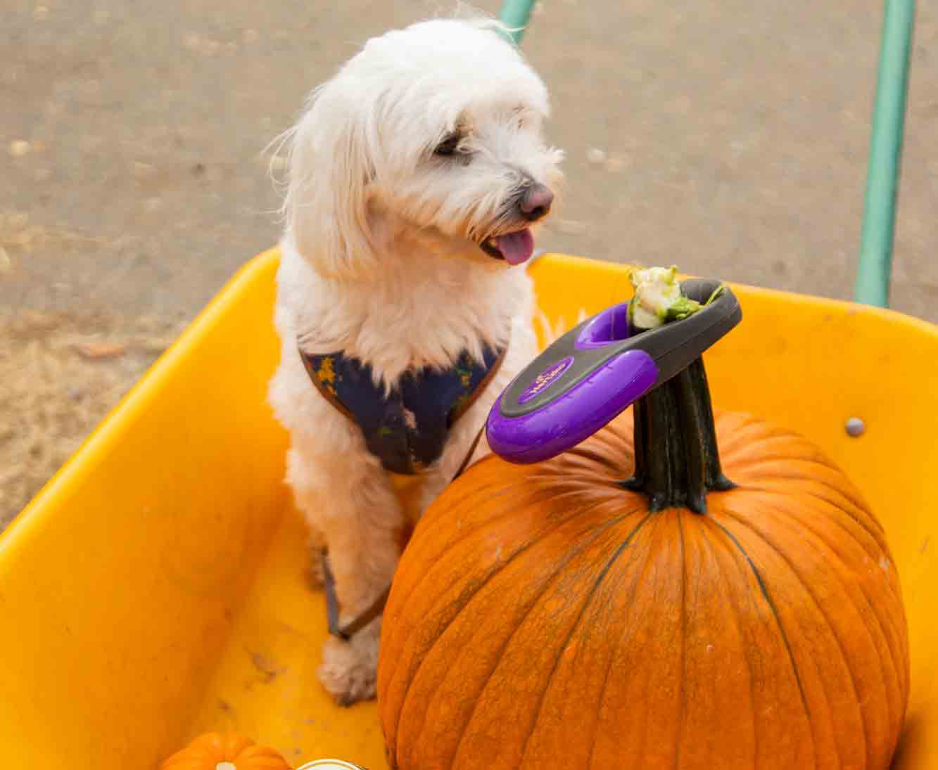 are dogs allowed at carolyns pumpkin farm