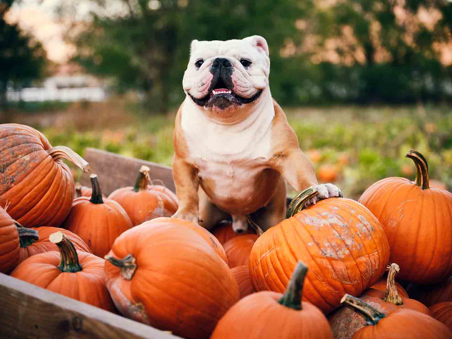 Photo of a Bulldog standing on a pile of pumpkins